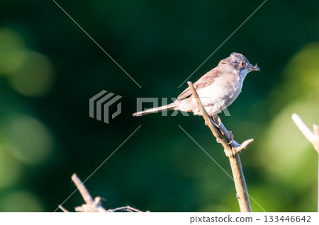 Whitethroat with a worm. 133446642