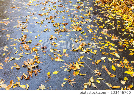 yellow fallen leaves on wet asphalt in autumn yellow fallen leaves on wet asphalt in autumn 133446760