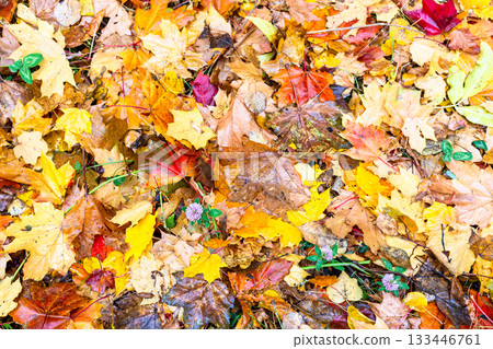 colorful wet fallen leaves with clover flower 133446761