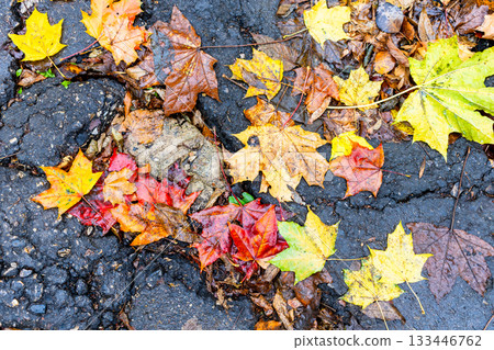 colorful fallen leaves of maple on wet asphalt colorful fallen leaves of maple on wet asphalt 133446762
