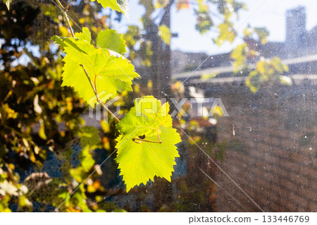 view of sunlit vineyard foliage through window 133446769