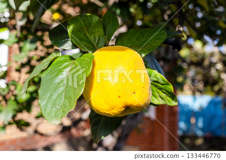 ripe yellow quince fruit on tree in country yard 133446770