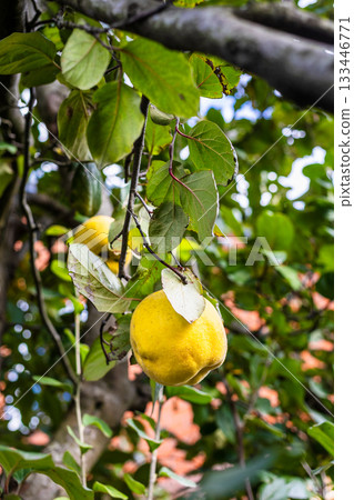 ripe quince fruit on tree branch at backyard 133446771