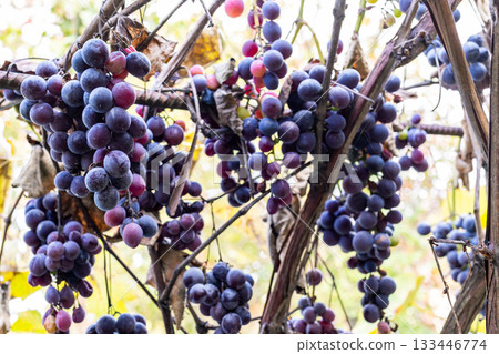 bunches of red Moldova grapes in vineyard inautumn 133446774