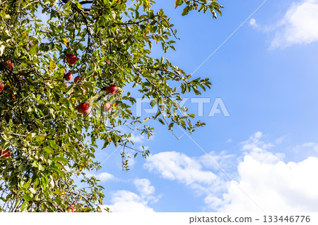 ripe red apple fruits on tree branch and blue sky 133446776