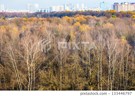forest of city park on sunny autumn day forest of city park on sunny autumn day 133446797