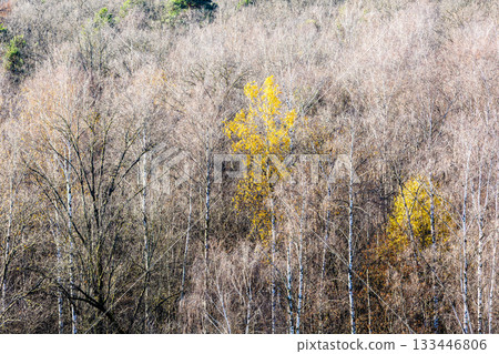 yellow tree in bare forest of city park in autumn 133446806