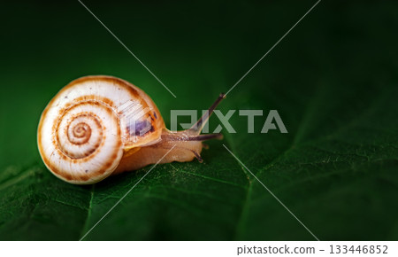 A small brown and white snail is on a leaf 133446852