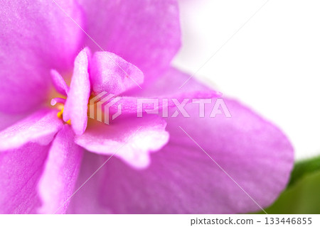 A close up of a pink flower with a yellow center A close up of a pink flower with a yellow center 133446855