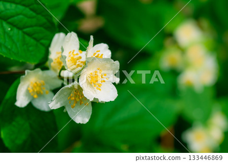A close up of a white flower with yellow centers A close up of a white flower with yellow centers 133446869