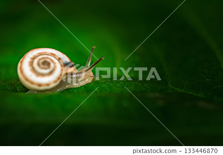 A small snail is on a leaf A small snail is on a leaf 133446870