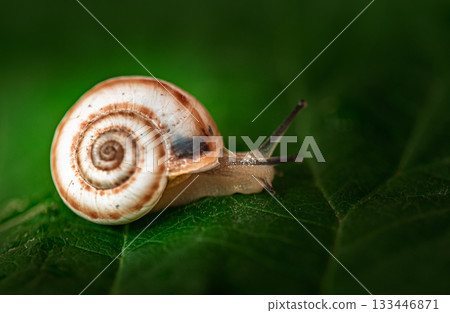 A small brown and white snail is on a leaf 133446871
