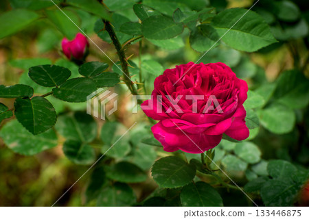 A red rose is in full bloom on a green leafy bush A red rose is in full bloom on a green leafy bush 133446875
