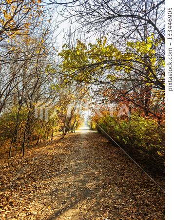 A path through a forest with trees that are shedding their leaves A path through a forest with trees that are shedding their leaves 133446905