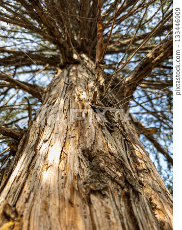 A tree trunk with a lot of bark and a few holes in it 133446909