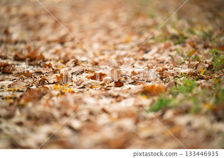 A close up of leaves on the ground 133446935
