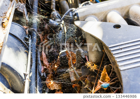 sunlit web under hood of abandoned car in autumn 133446986