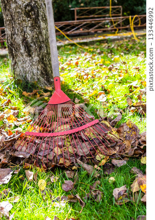 fan rake with pile of fallen leaves on green lawn 133446992