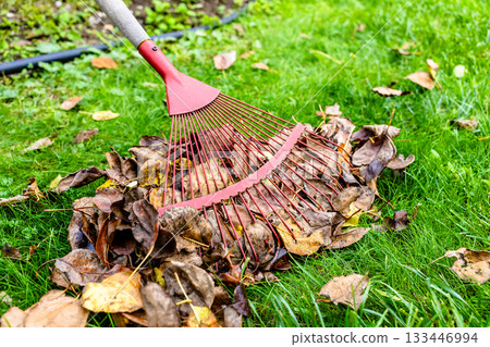 red leaf rake gathers fallen leaves on green lawn red leaf rake gathers fallen leaves on green lawn 133446994