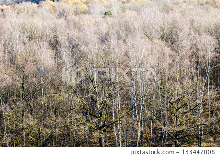 bare oak and birch trees in forest in autumn bare oak and birch trees in forest in autumn 133447008