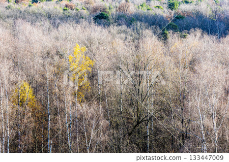 above view of forest with yellow trees in autumn 133447009