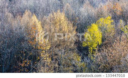 panoramic view of colorful forest with bare trees panoramic view of colorful forest with bare trees 133447010
