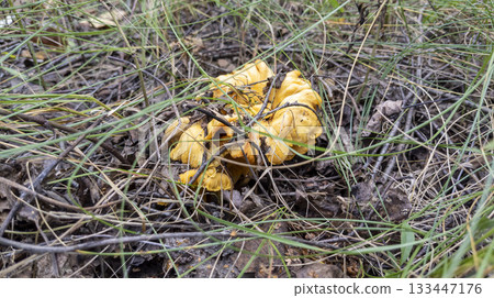 Close-up of a chanterelle mushroom in the forest, in the grass under tree branches. Edible mushrooms. 133447176
