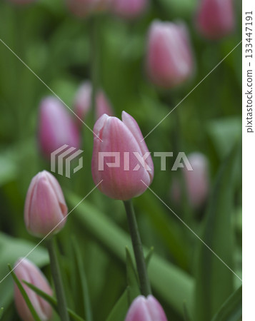 Pink tulip bud spring bloom soft focus green leaf garden flower natural light gentle mood macro detail 133447191
