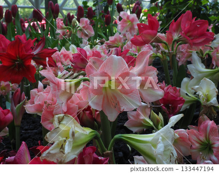 Soft pink amaryllis bloom garden spring flower bed morning light greenhouse serene natural beauty 133447194