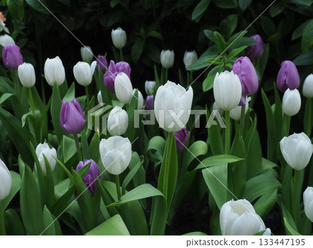 White tulip purple tulip garden spring bloom flower fresh natural field foliage. White tulip and purple tulip garden spring 133447195
