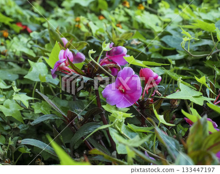 Vibrant pink flower green foliage garden bloom natural light fresh leaf summer season serene mood macro detail 133447197