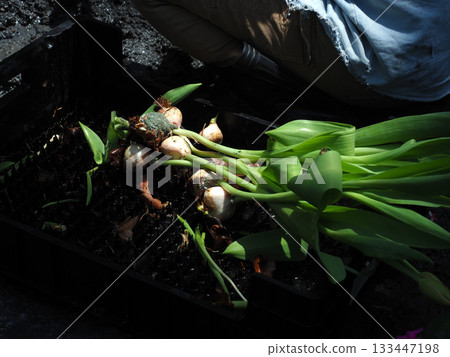 Tulip bulb garden work spring planting green leaf black crate soil hand outdoor daylight rustic calm Tulip bulb garden work spring planting green leaf black crate soil hand outdoor daylight rustic calm 133447198