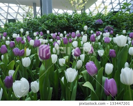 Purple tulip white tulip garden spring bloom fresh indoor greenhouse floral nature serene lush green leaf soft light flower Purple tulip white tulip garden spring bloom fresh indoor greenhouse floral nature serene lush green leaf soft light flower 133447201