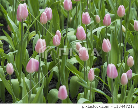 Soft pink tulip flower garden spring bloom nature fresh green leaf field outdoor morning light peaceful mood 133447212