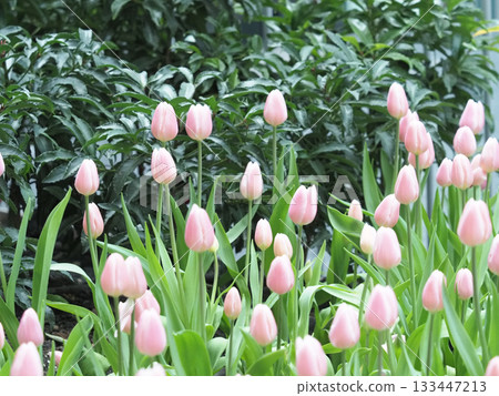 Soft pink tulip bloom garden spring flora calm morning light green leaf natural 133447213