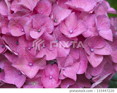 Pink hydrangea flower macro bloom petal cluster garden spring beauty fills frame with delicate texture and gentle calm Pink hydrangea flower macro bloom petal cluster garden spring beauty fills frame with delicate texture and gentle calm 133447220