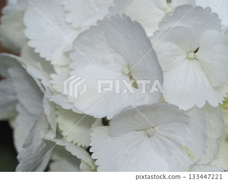 White hydrangea flower macro, delicate petal texture, soft natural light, closeup bloom, serene garden mood White hydrangea flower macro, delicate petal texture, soft natural light, closeup bloom, serene garden mood 133447221