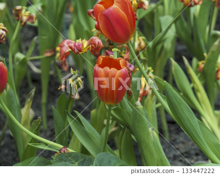 Orange tulip garden spring bloom flower green nature soft light grace tranquil scene with gentle mood and calm 133447222