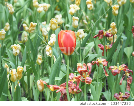 Vibrant tulip red flower spring garden green leaves blooming field soft focus single blossom floral beauty Vibrant tulip red flower spring garden green leaves blooming field soft focus single blossom floral beauty 133447223