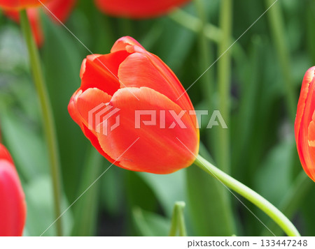 Orange tulip spring flower garden bloom macro nature soft focus green background natural light gentle mood 133447248