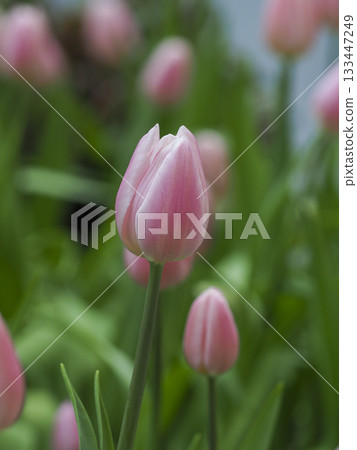 Pink tulip flower bloom spring garden soft focus natural light delicate petal gentle mood Pink tulip flower bloom spring garden soft focus natural light delicate petal gentle mood 133447249