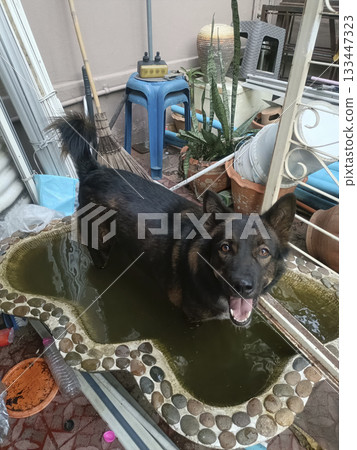 Happy black dog standing in shallow garden pond surrounded by pots and tools, playful joyful expression 133447323