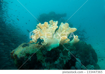 A toadstool leather coral, Sarcophyton glaucum, a type of soft coral. Picture from the Red Sea 133447365