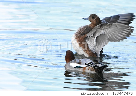 Male Wigeon and a flapping female Male Wigeon and a flapping female 133447476