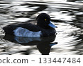 一隻雄性鳳頭潛鴨漂浮在水面上。 133447484