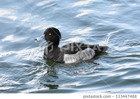 Male tufted duck swimming 133447488