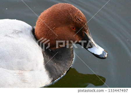 Male of Hoshihazoro 133447497