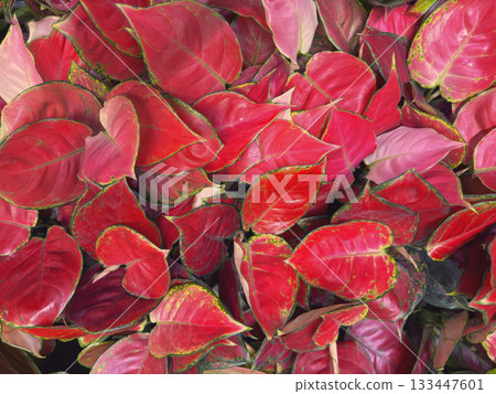 Natural background of red tropical leaves with pink tones and green edges, vivid botanical texture. Natural background, eco design, floral patterns Natural background of red tropical leaves with pink tones and green edges, vivid botanical texture. Natural background, eco design, floral patterns 133447601