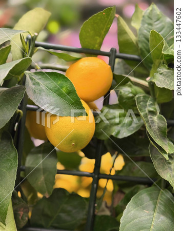Fresh yellow lemons hanging on tree surrounded by lush green leaves. Natural growth, organic citrus farming and healthy lifestyle Fresh yellow lemons hanging on tree surrounded by lush green leaves. Natural growth, organic citrus farming and healthy lifestyle 133447602