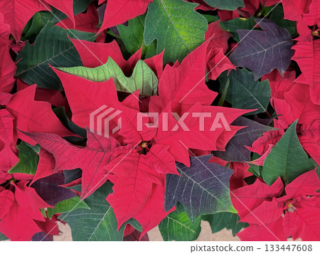 Close-up of bright red poinsettia leaves with shades of green and purple. Concept of festive foliage, natural textures and holiday background 133447608